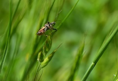 Apiomerus californicus