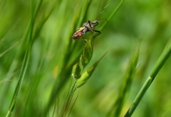 Apiomerus californicus