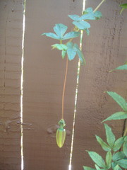 Passiflora antioquiensis