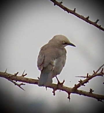 Fischer's Starling (Lamprotornis fischeri), photo 4