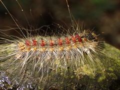 Lymantria xylina
