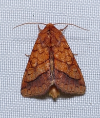 Pyrrhia cilisca