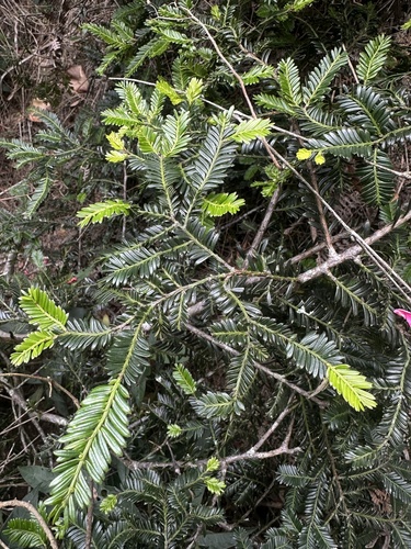 Prumnopitys montana, photograph 4