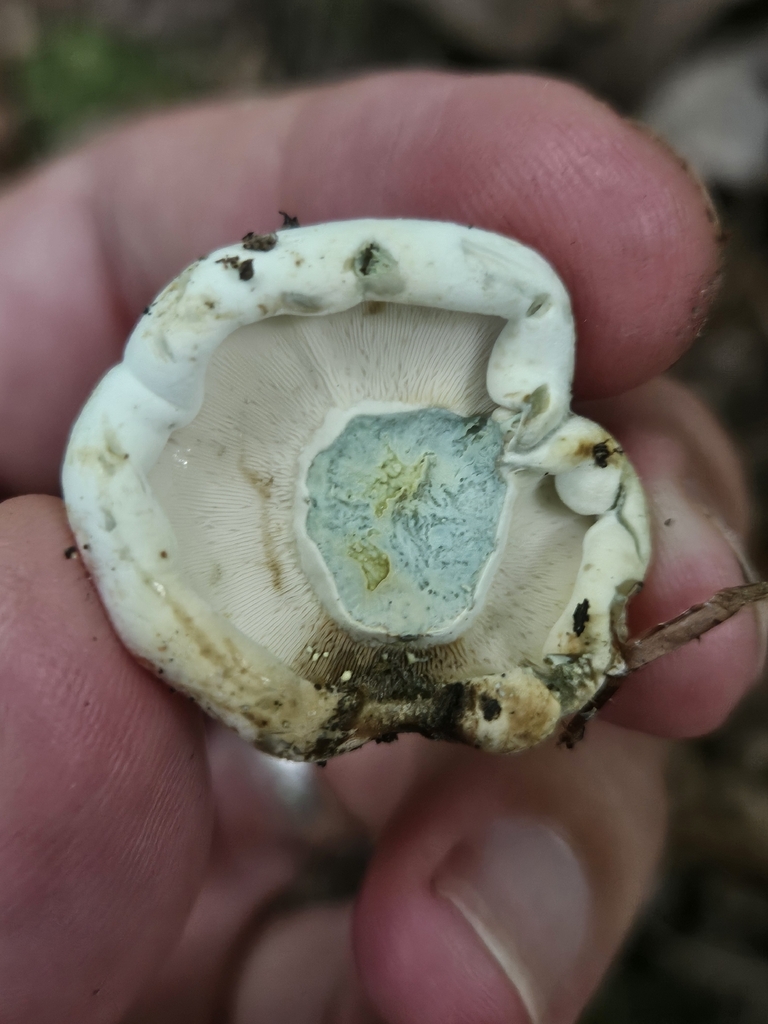 Lactifluus glaucescens · July 2026 · photo: Photo: (c) willingarden, some rights reserved (CC BY) · iNaturalist