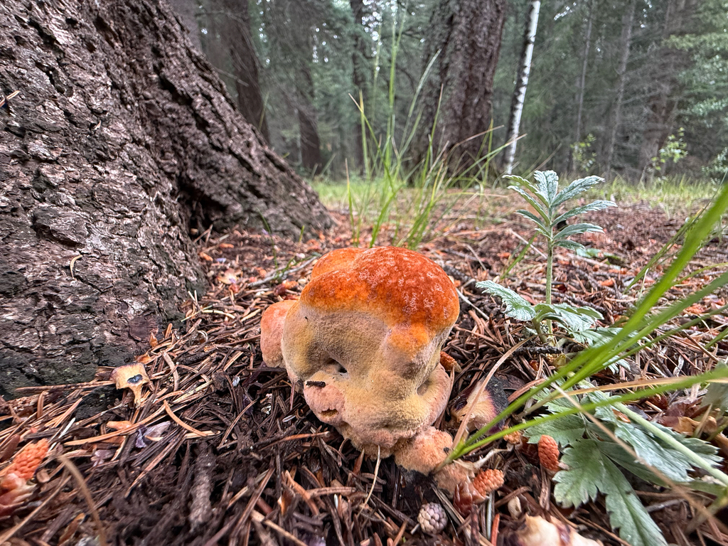 Phaeolus occidentiamericanus · July 2026 · photo: Photo: (c) Michael Tidwell, some rights reserved (CC BY) · iNaturalist