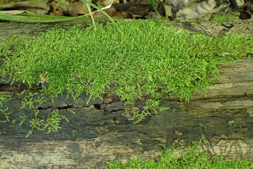 Jochenia pallescens observed 2026-07-19