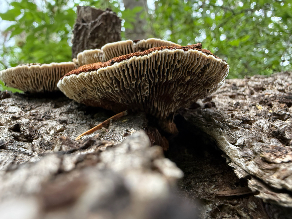 Conifer Mazegill · July 2026 · photo: Photo: (c) Michael Tidwell, some rights reserved (CC BY) · iNaturalist