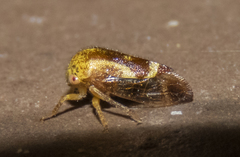 Ophiderma evelyna