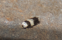 Nepticuloidea