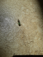 Oecophylla smaragdina