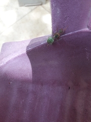 Oecophylla smaragdina