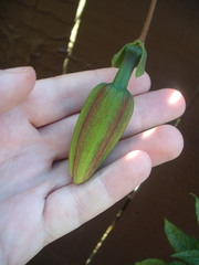 Passiflora antioquiensis