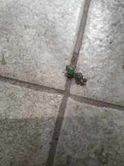 Oecophylla smaragdina