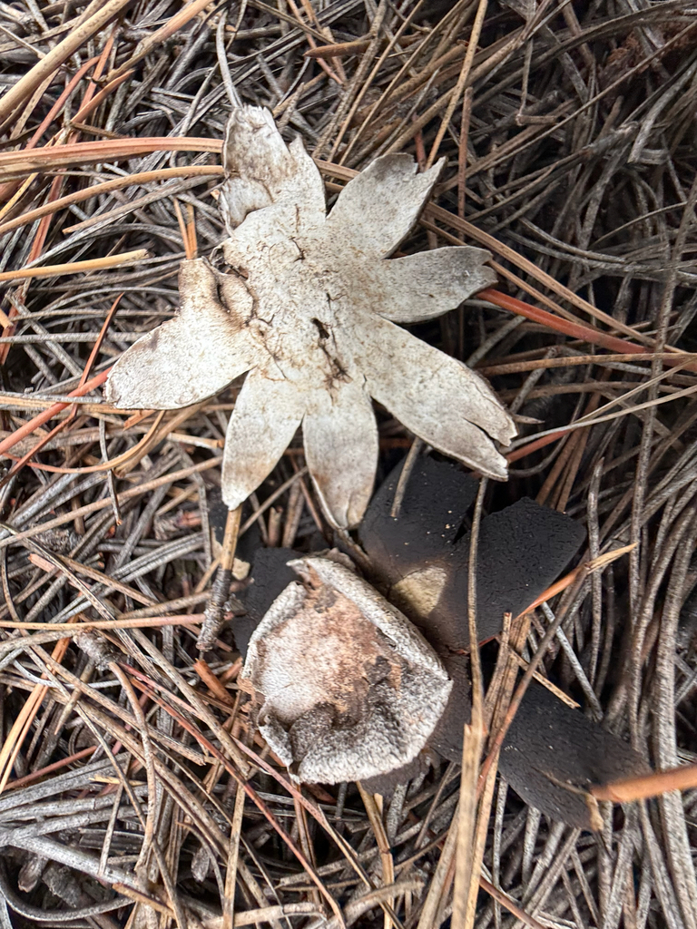 Astraeus morganii · July 2026 · photo: Photo: (c) Michael Tidwell, some rights reserved (CC BY) · iNaturalist