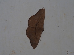 Chorodna ochreimacula