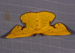 Corymica spatiosa