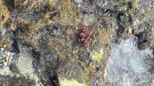 Erythrocystis saccata observed 2026-07-19