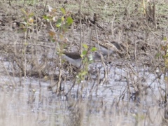 Tringa solitaria