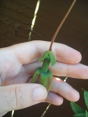 Passiflora antioquiensis