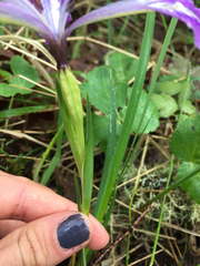 Iris tenax