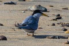 Sternula antillarum browni