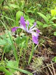 Iris tenax