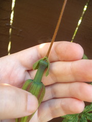 Passiflora antioquiensis