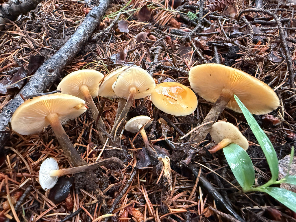 Flammulina populicola · July 2026 · photo: Photo: (c) Michael Tidwell, some rights reserved (CC BY) · iNaturalist