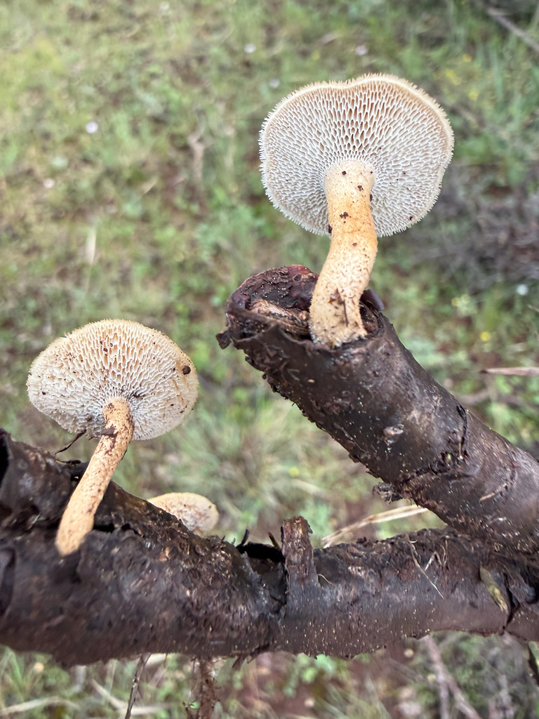 Spring Polypore · July 2026 · photo: Photo: (c) Michael Tidwell, some rights reserved (CC BY) · iNaturalist