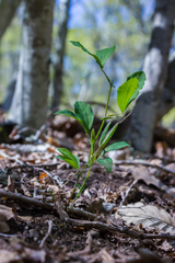 Lathyrus rotundifolius