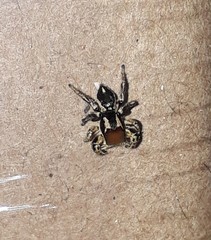 Habronattus forticulus