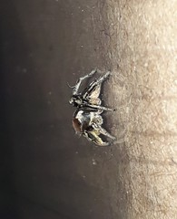 Habronattus forticulus