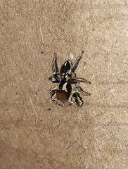 Habronattus forticulus