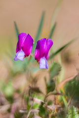 Lathyrus digitatus