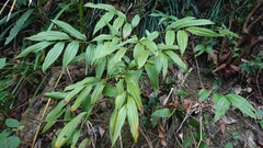 Disporum kawakamii