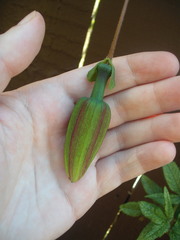Passiflora antioquiensis