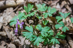 Corydalis paczoskii
