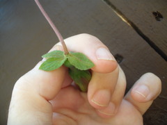 Passiflora antioquiensis