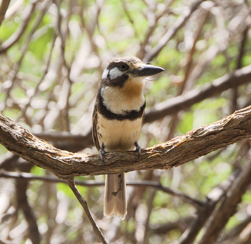 Russet-throated Puffbird (Hypnelus ruficollis), photo 3