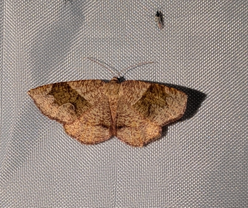 Barred Umber photo 4