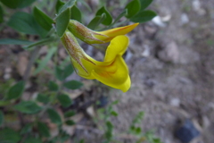 Acmispon grandiflorus