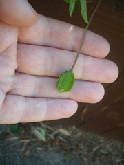 Passiflora antioquiensis