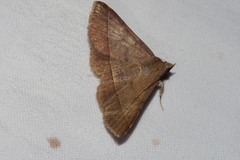 Hypospila bolinoides