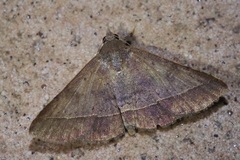Hypospila bolinoides