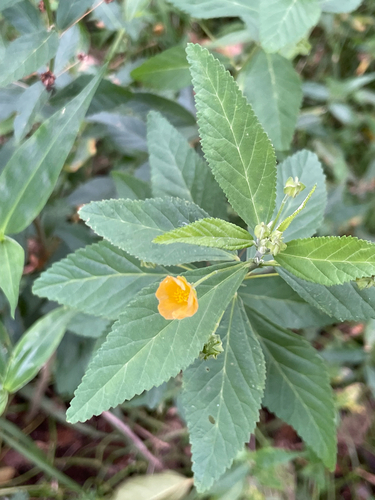 Sida rhombifolia observed 2026-07-19