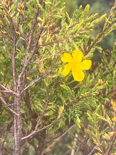 Hypericum laricifolium, photograph 3
