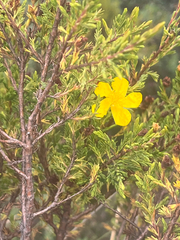 Hypericum laricifolium, photograph author not stated, no rights reserved