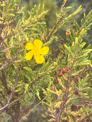 Hypericum laricifolium, photograph 4