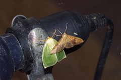 Pleuroptya characteristica