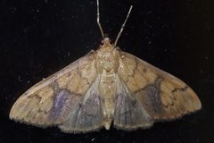 Pleuroptya characteristica